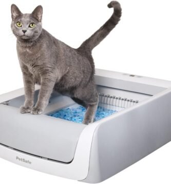 Bild des Sandkastens auf weißem Hintergrund mit einer braunen Katze darin